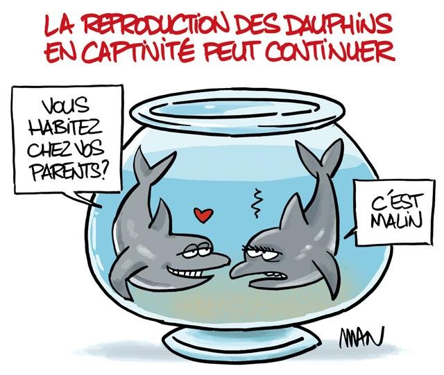 Dessin de presse : Dauphins presse : Dauphins