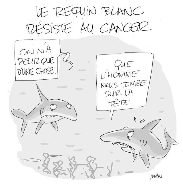 Dessin de presse : Requins presse : Requins