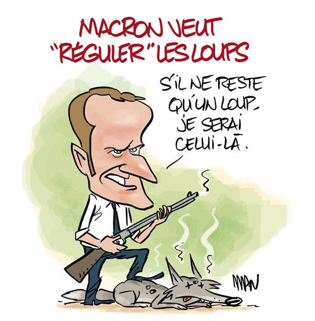 Dessin de presse : Loup presse : Loup