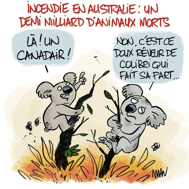 Dessin de presse : Koalas presse : Koalas