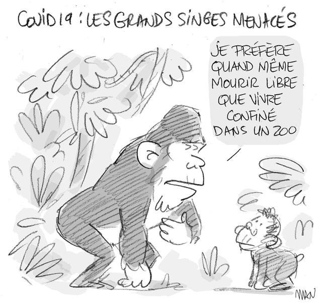 Dessin de presse : Coronavirus-Singes presse : Coronavirus-Singes