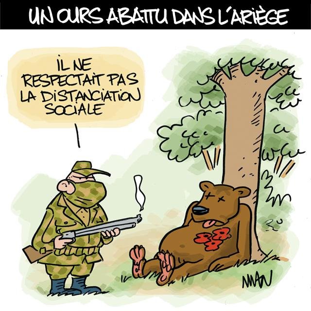 Dessin de presse : Ours presse : Ours