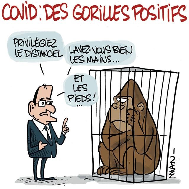 Dessin de presse : Gorilles presse : Gorilles