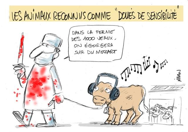 Dessin de presse : 1000 veaux presse : 1000 veaux