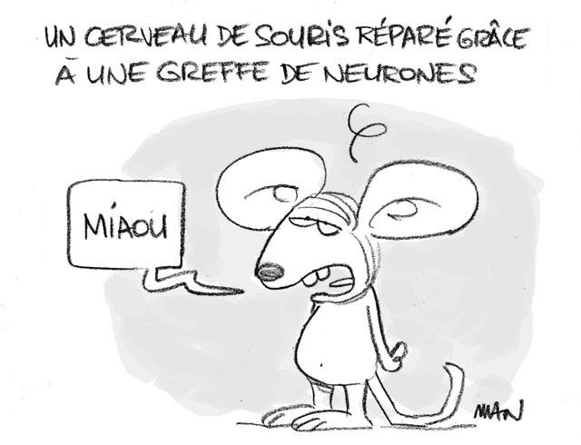 Dessin de presse : Souris presse : Souris