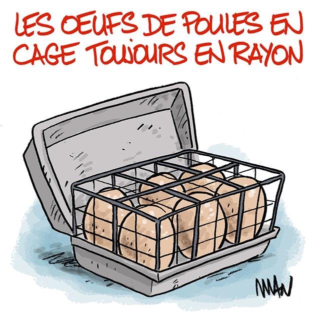 Dessin de presse : Poules en cage presse : Poules en cage