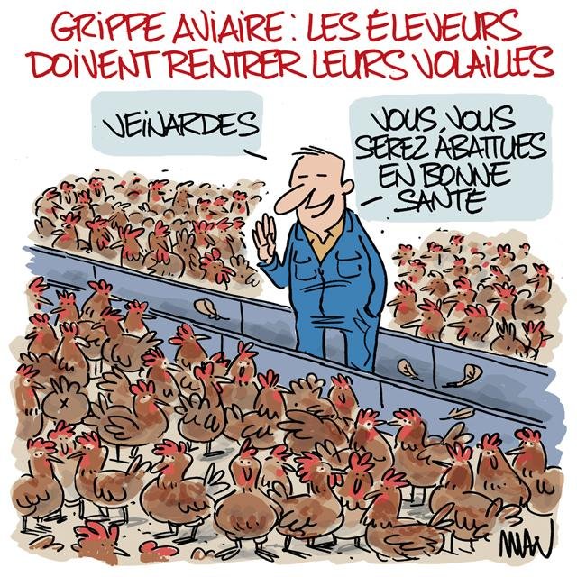 Dessin de presse : Volailles presse : Volailles